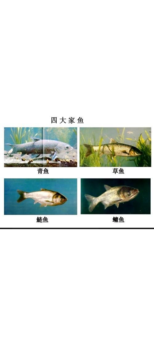混養魚類時需要注意什么，混養魚類基礎知識 混養魚類時需要注意什么，混養魚類基礎知識 龍魚百科 第3張