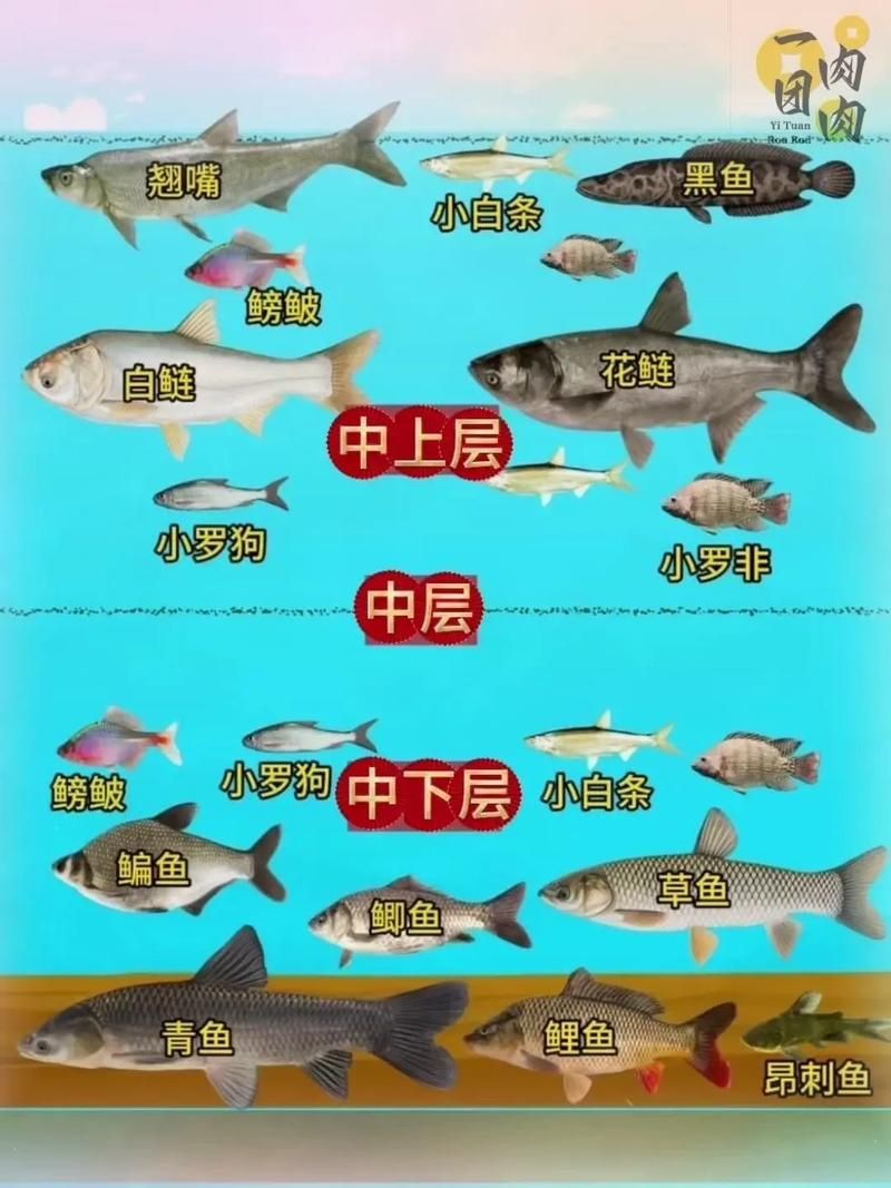 混養魚類時需要注意什么，混養魚類基礎知識 混養魚類時需要注意什么，混養魚類基礎知識 龍魚百科 第2張