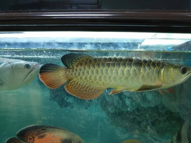 海南龍魚養殖基地有哪些成功案例？，海南觀賞魚養殖基地成功案例