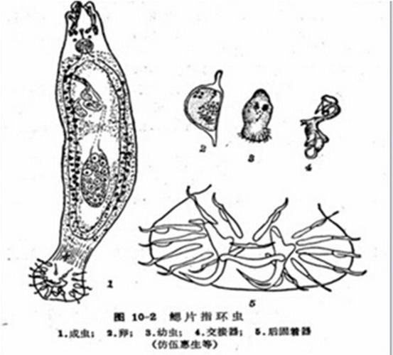 魚身上寄生蟲感染后如何治療，arxiv論文助手（server_id=3）寄生蟲感染的治療方案