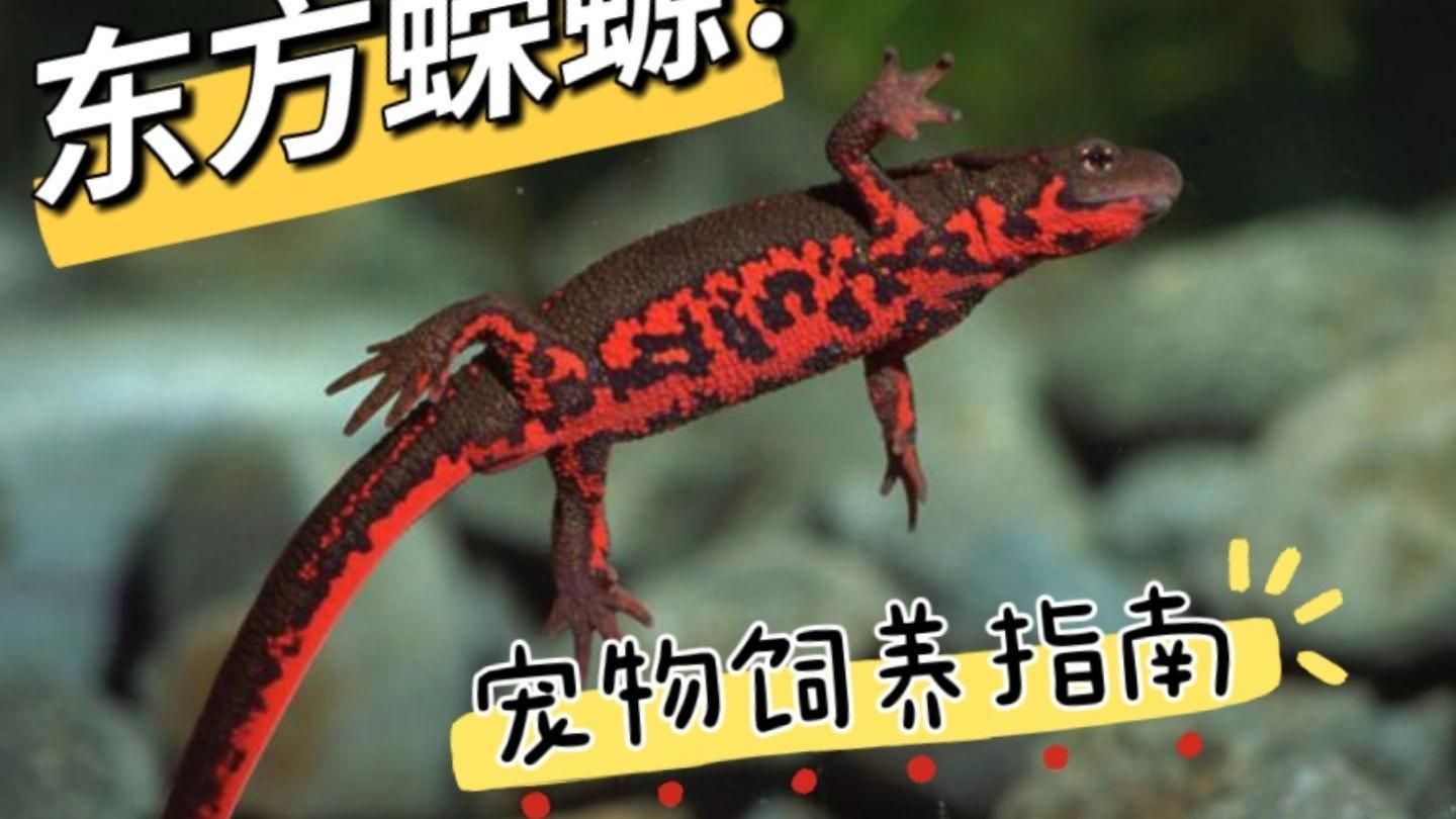養蠑螈的10大忌，養蠑螈10大忌 養蠑螈的10大忌，養蠑螈10大忌 龍魚百科 第3張