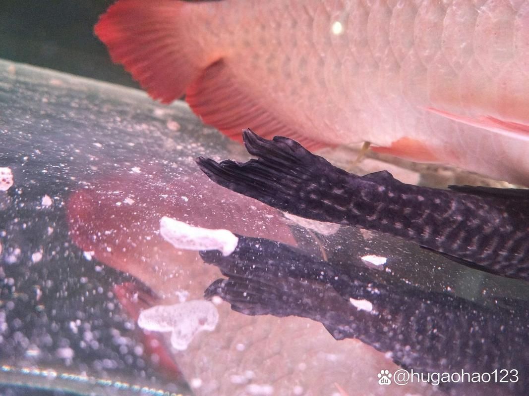 如何判斷龍魚干面包蟲是否出現？，如何判斷龍魚干面包蟲
