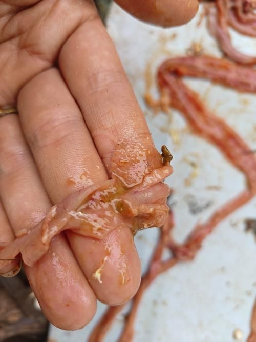 如何判斷龍魚干面包蟲是否出現？，如何判斷龍魚干面包蟲