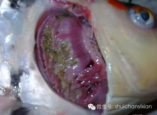 能否提供鰓蓋腐爛的圖片示例，如何判斷魚類爛鰓病是否嚴重