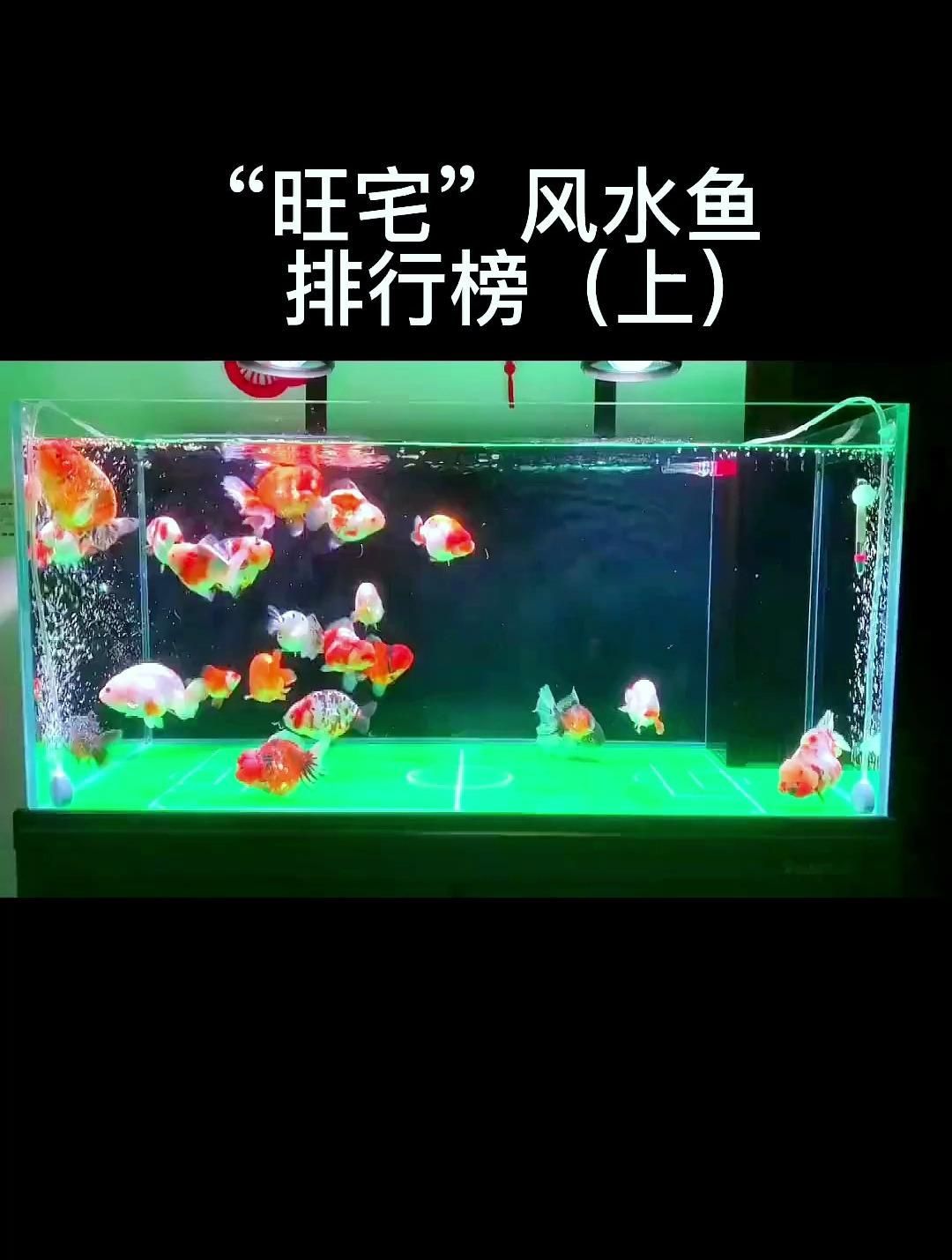 有哪些風水魚被認為最具靈性，「家庭風水魚選擇指南」