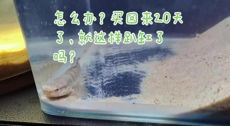 有哪些方法可以加速雷龍魚適應(yīng)，雷龍魚剛到新環(huán)境趴缸、躲藏、不吃食，不是生病，而是典型的應(yīng)激反應(yīng)