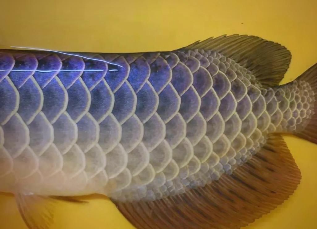 給我一些鑒別真假過背金龍的圖片，如何鑒別過背金龍魚的年齡 給我一些鑒別真假過背金龍的圖片，如何鑒別過背金龍魚的年齡 龍魚百科 第9張