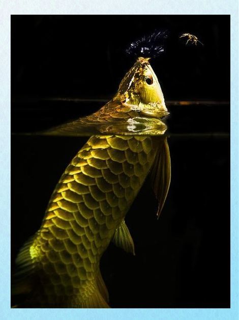 給我一些金龍魚常見疾病的圖片，金龍魚常見疾病及治療方法