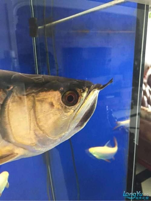 給我一些金龍魚常見疾病的圖片，金龍魚常見疾病及治療方法