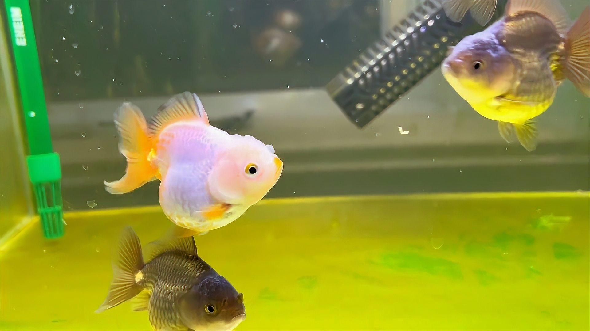 如何判斷魚是否感染爛鰓病，如何判斷魚感染爛鰓病