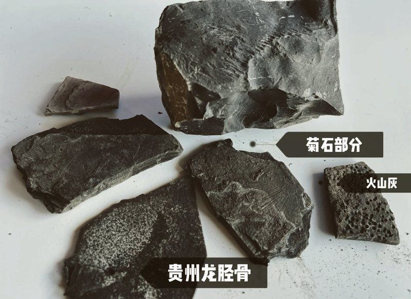 魚龍的化石在哪里發現，全球魚龍化石發現最原始、最原始、最原始、最古老的魚龍化石群