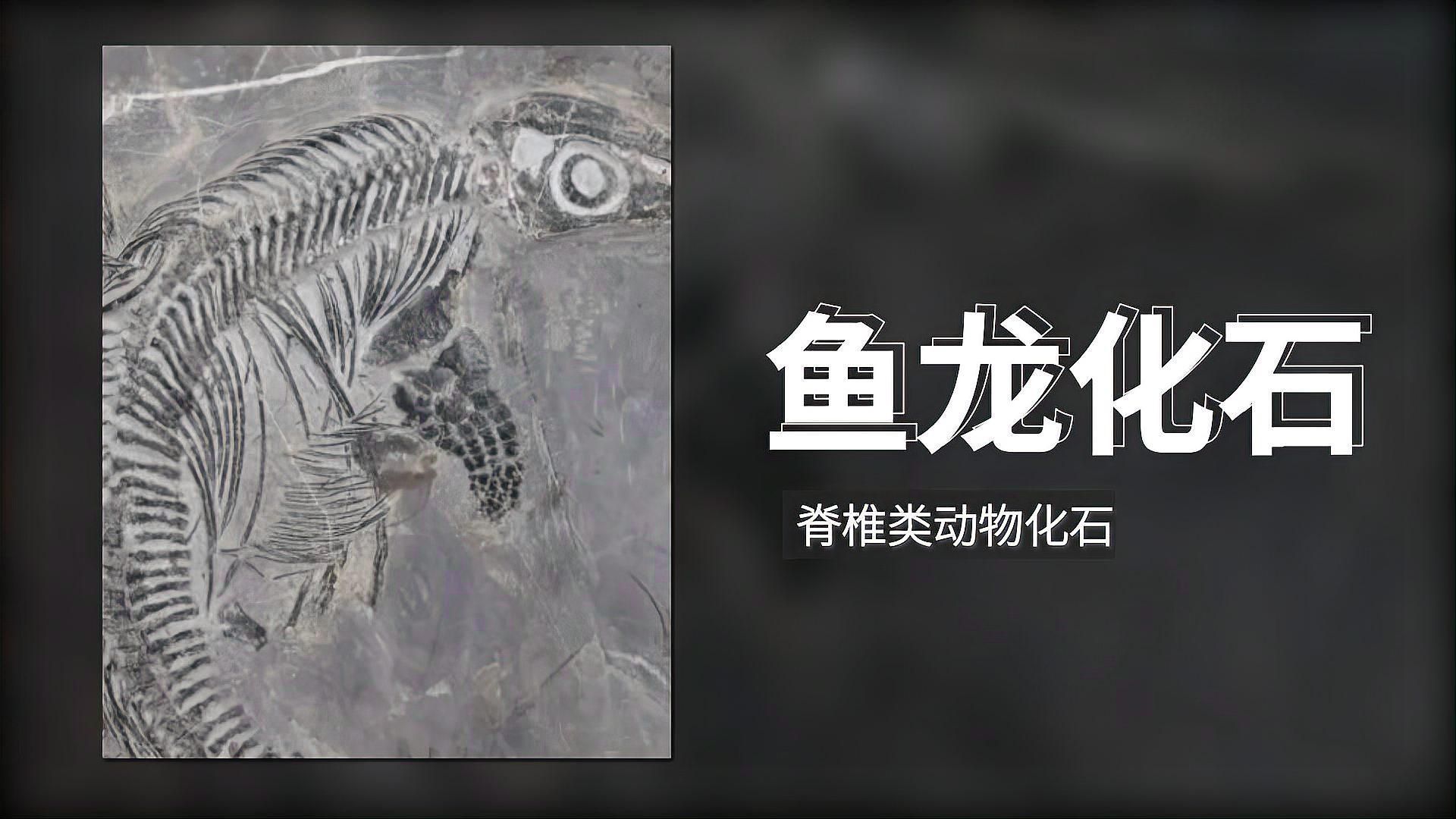 魚龍的化石在哪里發現，全球魚龍化石發現最原始、最原始、最原始、最古老的魚龍化石群