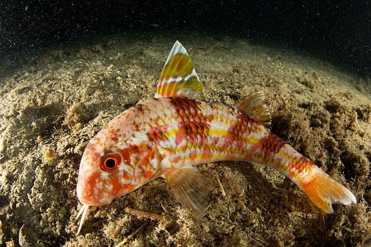 祥龍魚場的和尚魚品質如何？，“祥龍魚場和尚魚”是什么？