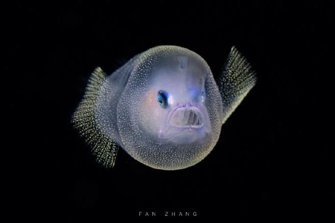 祥龍魚場的和尚魚品質如何？，“祥龍魚場和尚魚”是什么？