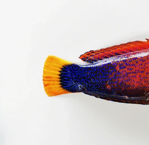 祥龍魚場的和尚魚品質如何？，“祥龍魚場和尚魚”是什么？
