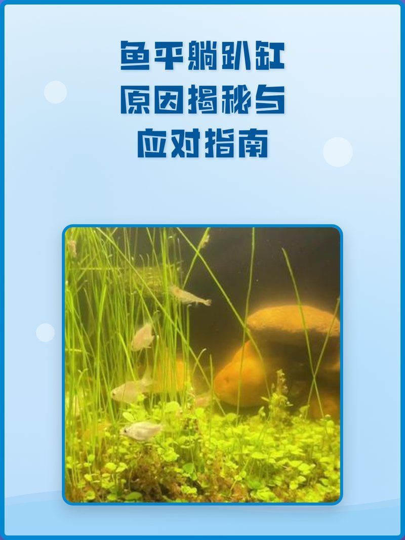 趴缸的魚如何救治，如何判斷魚是否生病