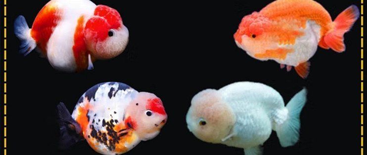 有哪些著名的金魚品種，著名的金魚品種：龍種金魚中哪個品種最珍貴龍種金魚