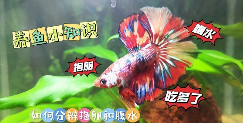 如何判斷魚類是否患有腹水，arxiv論文助手（arxiv論文助手（ascites）