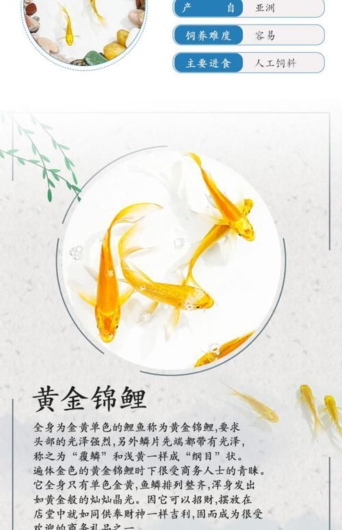 龍鳳魚的價(jià)格范圍是多少，龍鳳錦鯉的價(jià)格