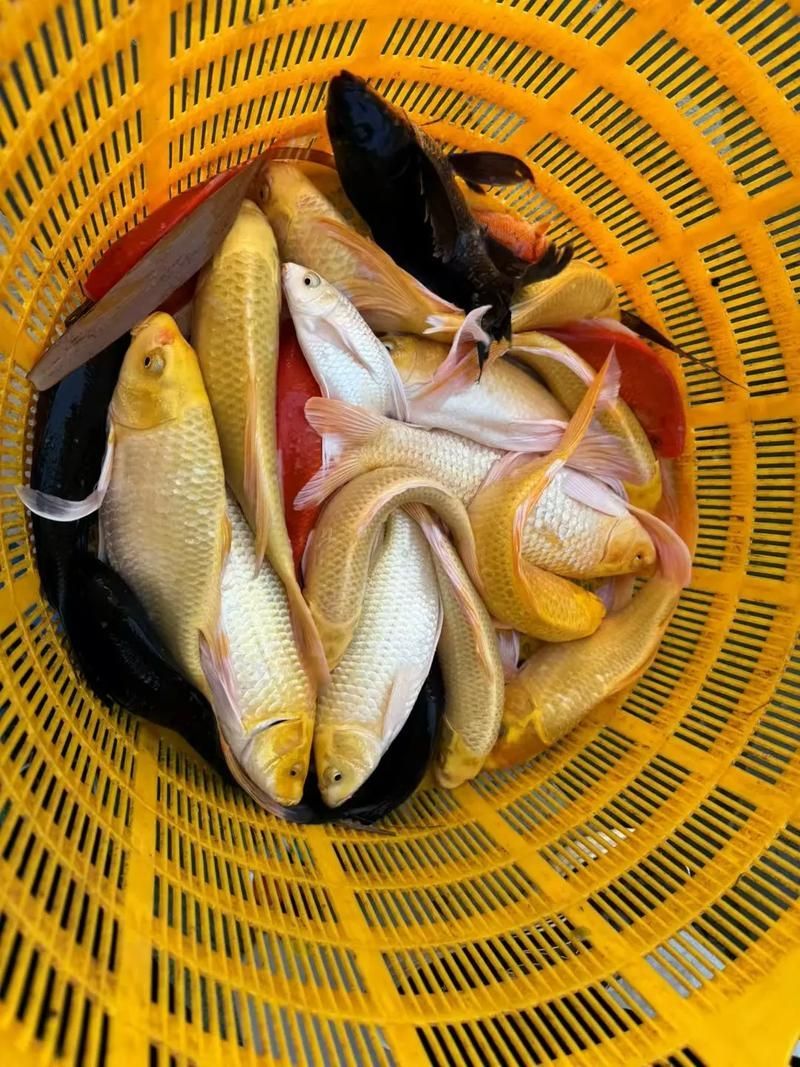 龍鳳魚的價(jià)格范圍是多少，龍鳳錦鯉的價(jià)格