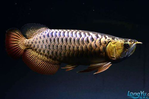 過背金龍魚幼魚的價格是多少，背金龍魚幼魚的價格因地區、季節和市場供需情況而異