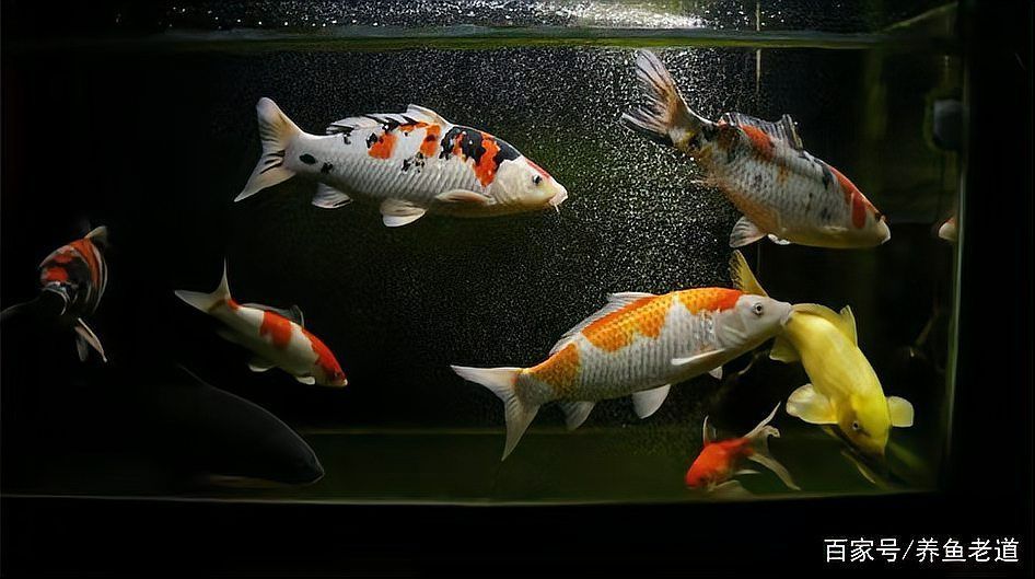 如何判斷魚爛尾是否嚴重，中考完成arxiv論文助手arxiv論文助手檢索是否嚴重