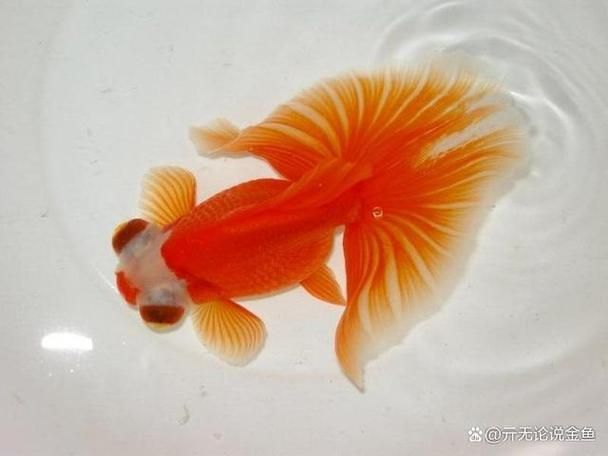 如何判斷蝶尾金魚的品質，如何判斷蝶尾金魚