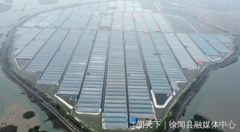給我提供更多關于徐聞龍魚和徐聞大島龍魚的信息，“徐聞大島龍魚”與“徐聞大島龍魚”