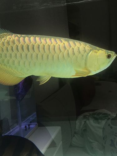 龍魚張嘴空咬，龍魚張嘴空咬是一種常見的行為表現，背后的健康與心理狀態
