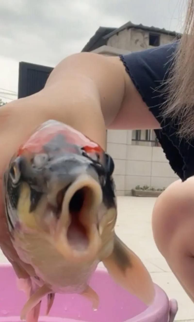 龍魚張嘴空咬，龍魚張嘴空咬是一種常見的行為表現，背后的健康與心理狀態