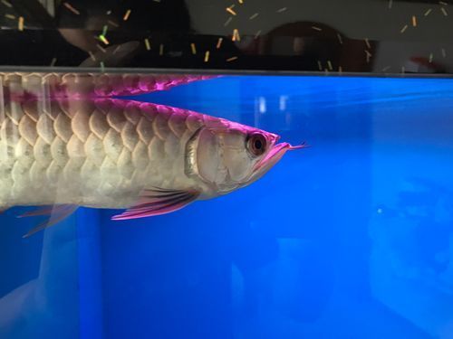 龍魚張嘴空咬，龍魚張嘴空咬是一種常見的行為表現，背后的健康與心理狀態
