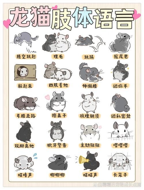 如何正確抓握龍貓，新手如何正確抓握龍貓