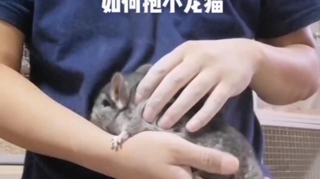 如何正確抓握龍貓，新手如何正確抓握龍貓
