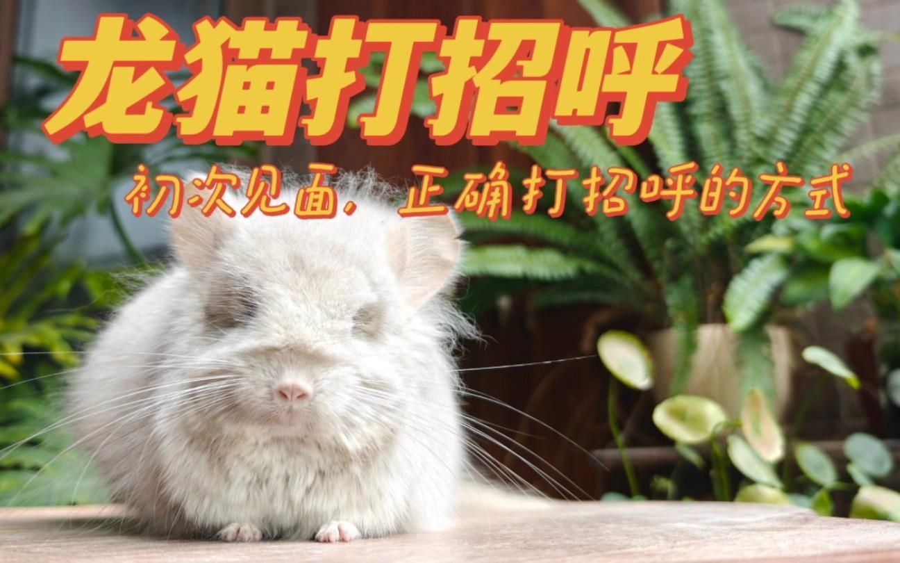 如何正確抓握龍貓，新手如何正確抓握龍貓