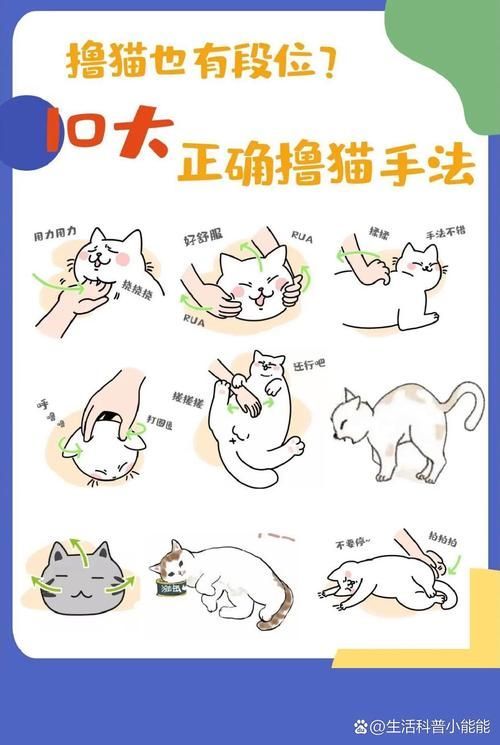 如何正確抓握龍貓，新手如何正確抓握龍貓