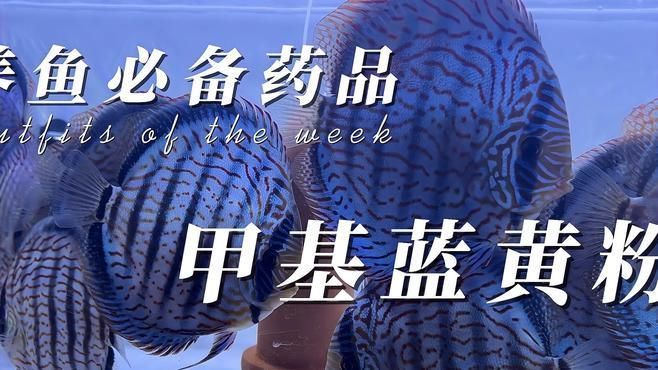黃粉對哪些魚種有效，舞韻媛媛導師02:12新手養魚常備藥之--甲基藍