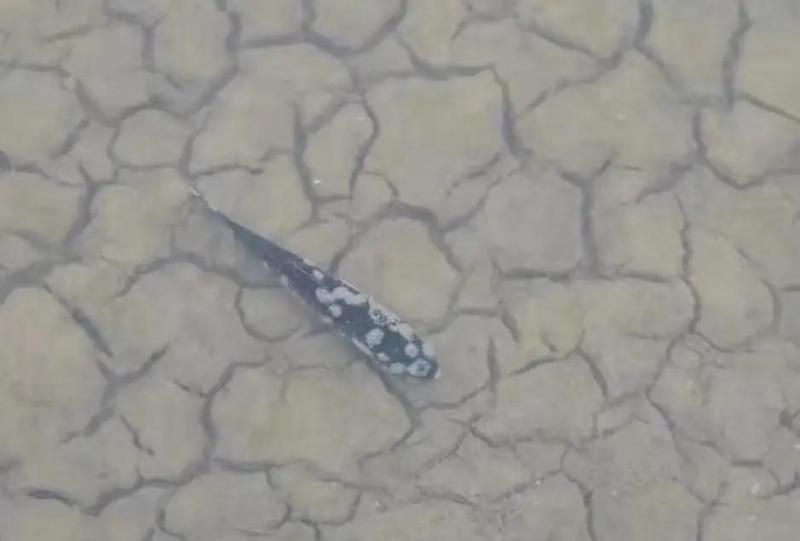 如何預(yù)防魚(yú)真菌病的爆發(fā)，如何預(yù)防魚(yú)真菌病