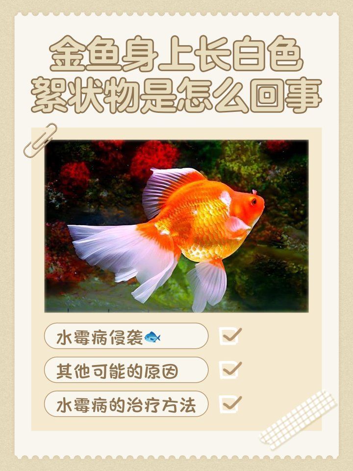 如何預(yù)防魚(yú)真菌病的爆發(fā)，如何預(yù)防魚(yú)真菌病