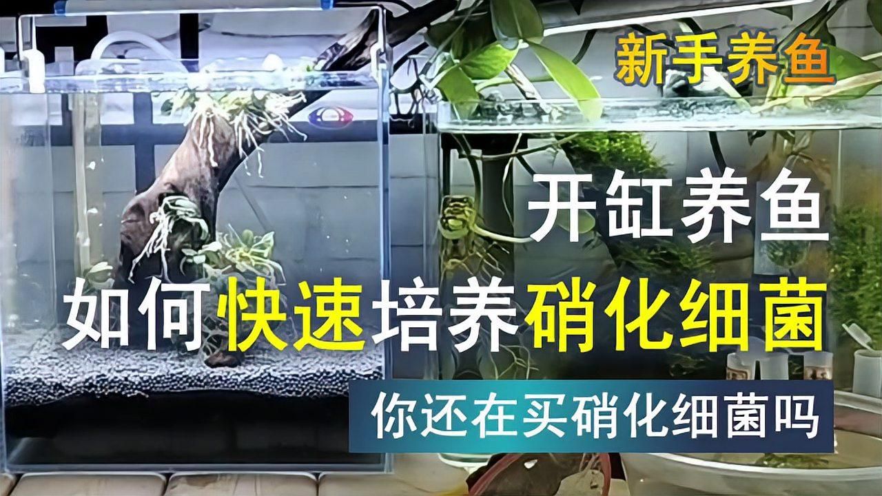 硝化菌培養需要多長時間，硝化系統建立進度表 硝化菌培養需要多長時間，硝化系統建立進度表 龍魚百科 第2張