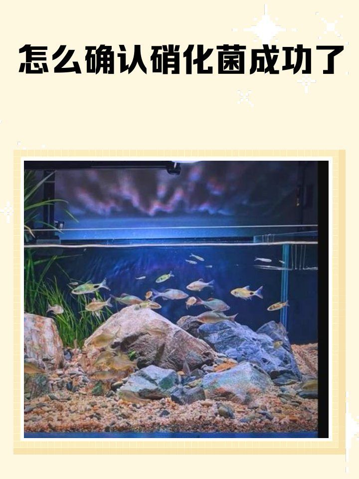 硝化菌培養需要多長時間，硝化系統建立進度表 硝化菌培養需要多長時間，硝化系統建立進度表 龍魚百科 第1張