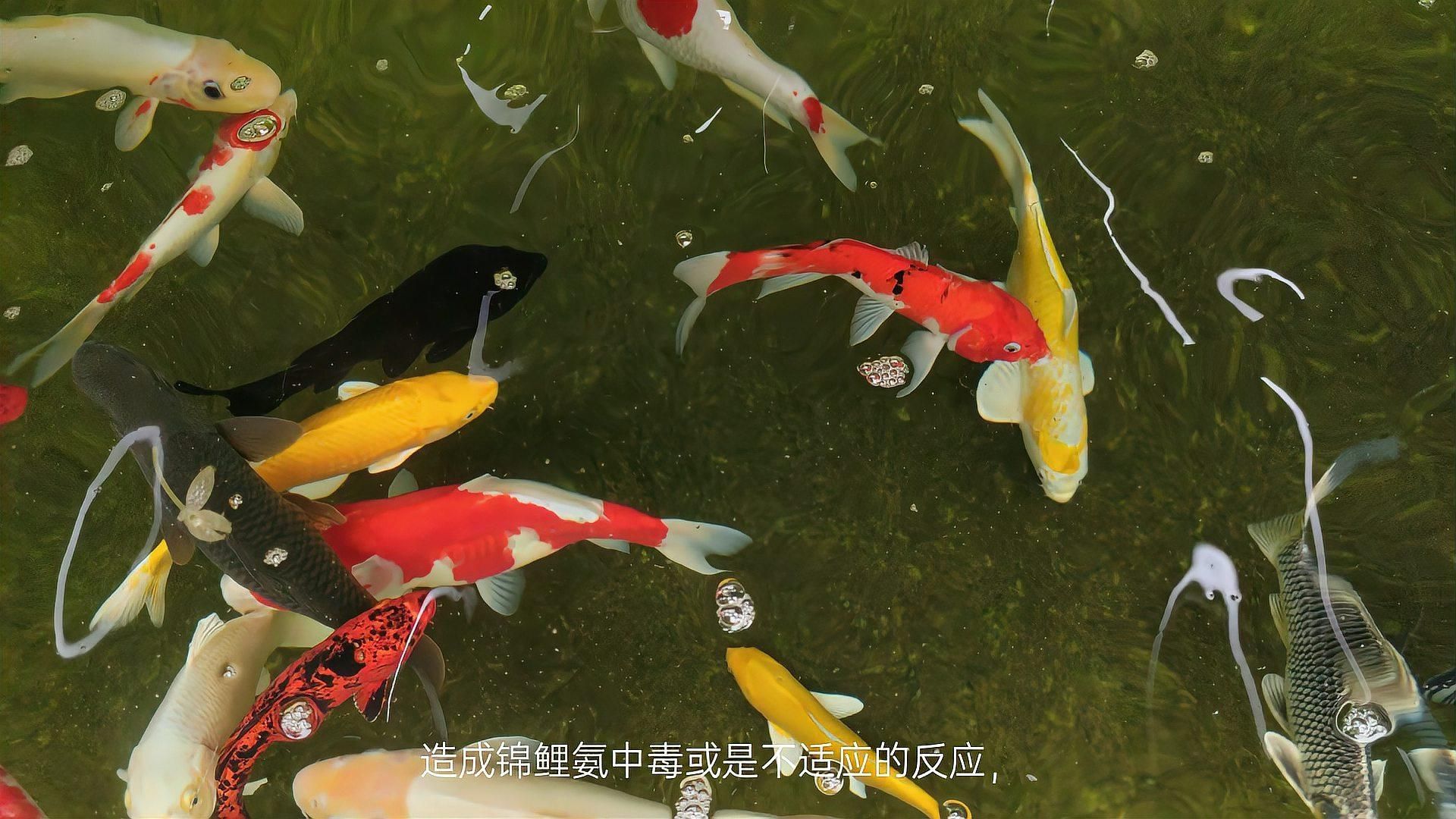 魚鰭爛成一根一根的，寵物研究社：魚鰭爛成一根一根的原因及影響及影響