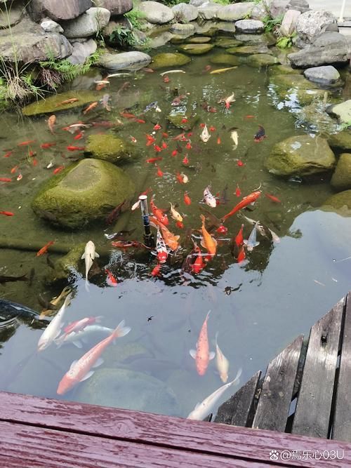 金龍魚有哪些生存威脅，金龍魚的生存威脅