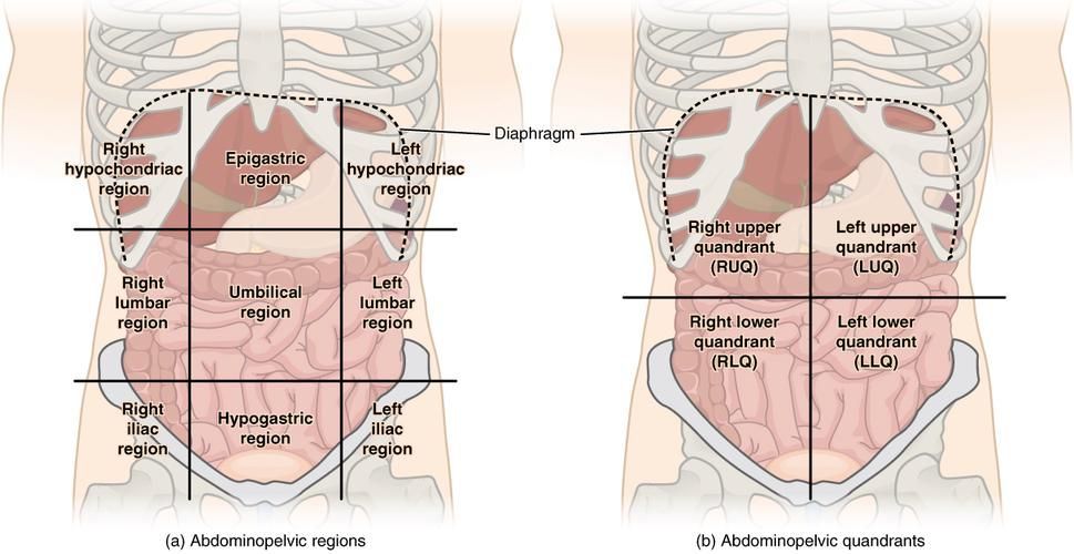 如何安全地進行腹部灌水，富媒體組件聚焦“腹部灌水”與“專業替代方案”的傳播效果