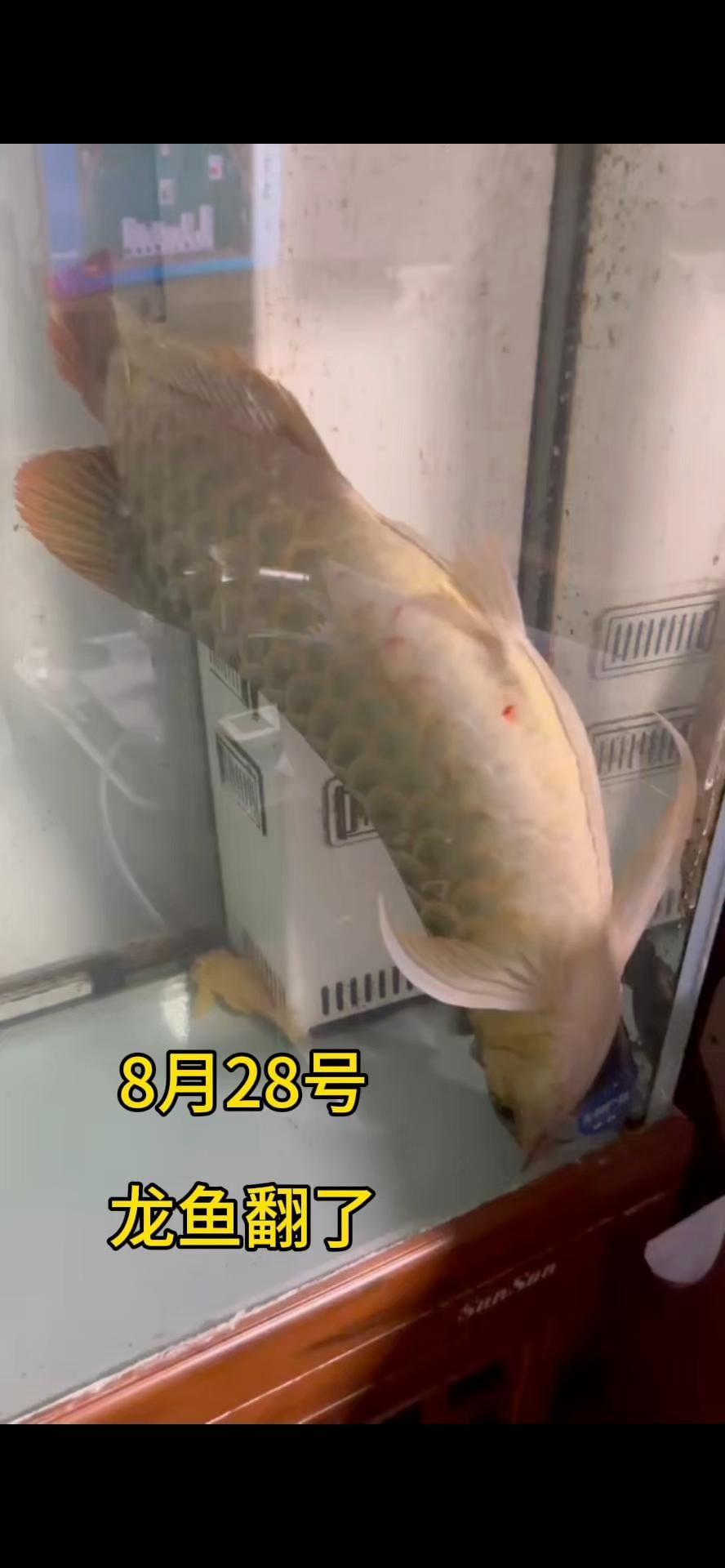 龍魚肚子朝上會自己恢復嗎？，靜音泵實測全民小視頻龍魚翻肚急救3步生還