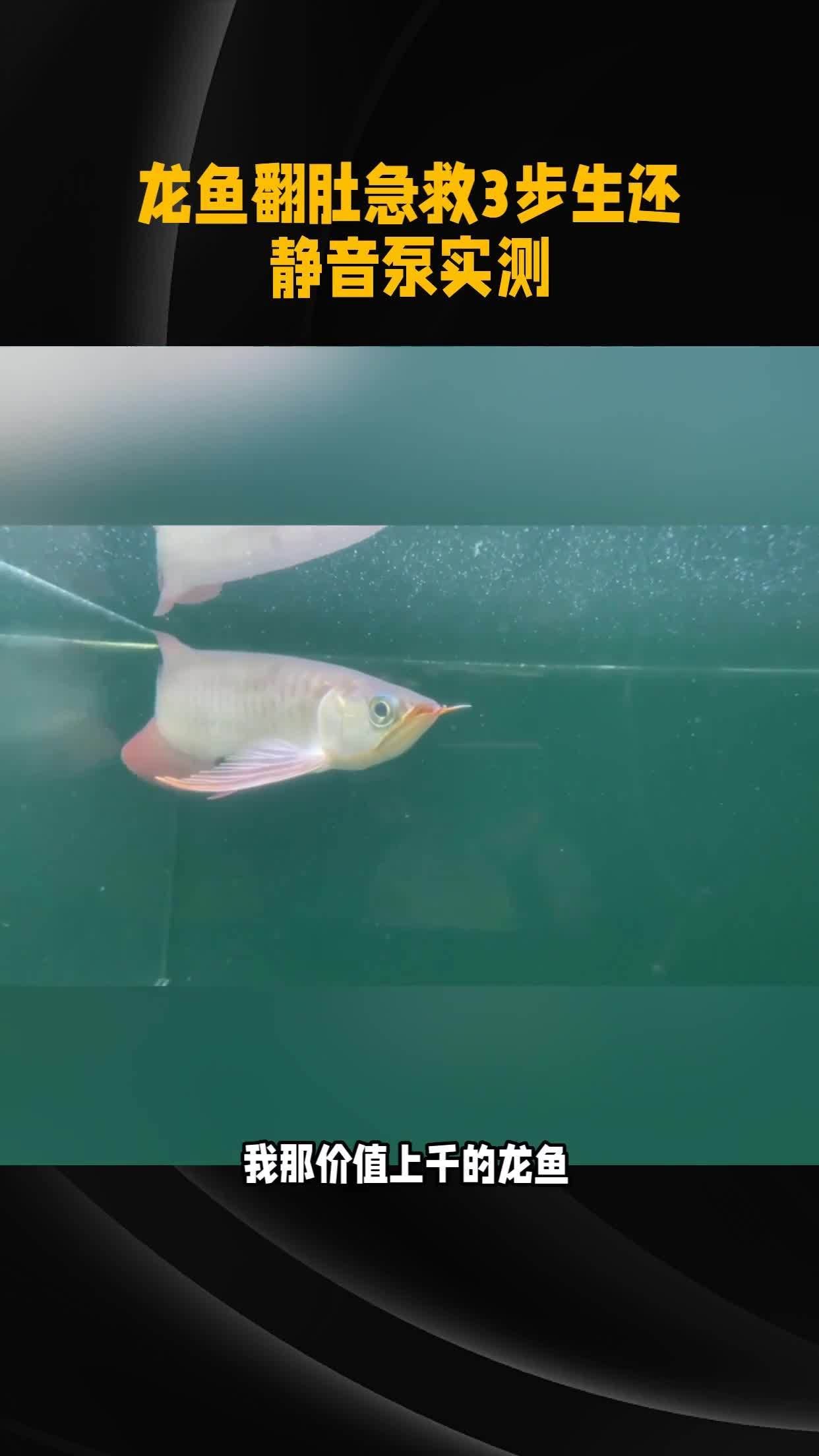 龍魚肚子朝上會自己恢復嗎？，靜音泵實測全民小視頻龍魚翻肚急救3步生還