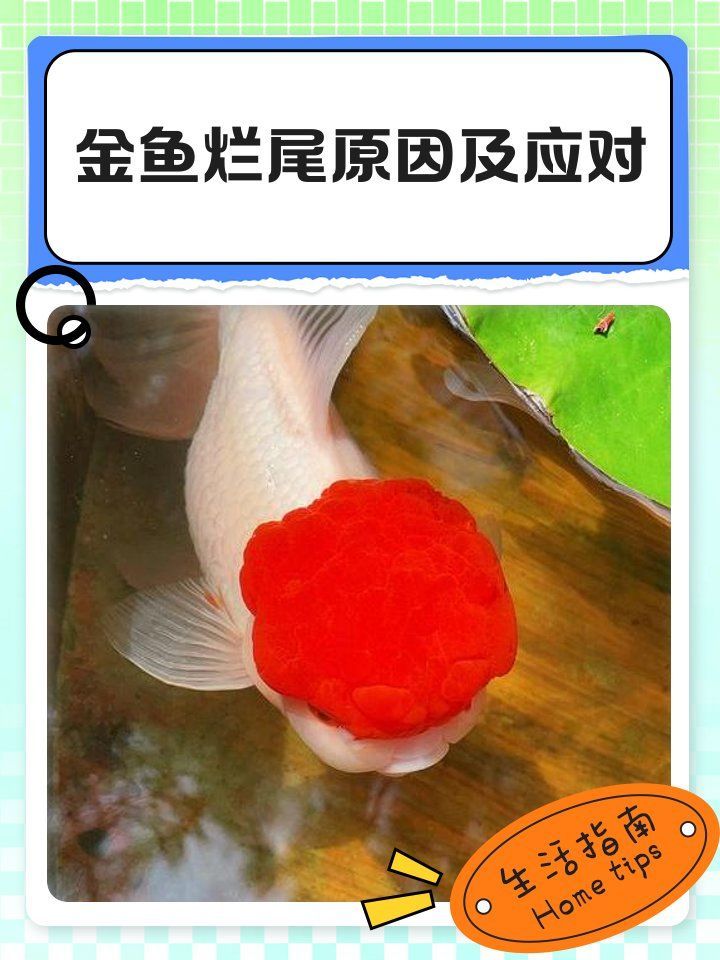 龍睛爛尾最忌諱的三個東西，龍睛金魚養殖實測