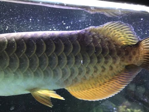 龍魚黑身松鱗病最怕三個東西，如何判斷龍魚是否感染黑身松鱗病？