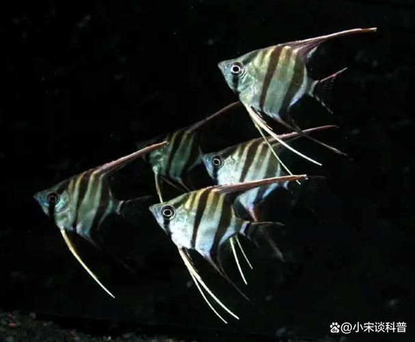 如何判斷燕魚是否感染了細菌，——權威水族醫學圖庫、專業養魚論壇的高清實拍圖