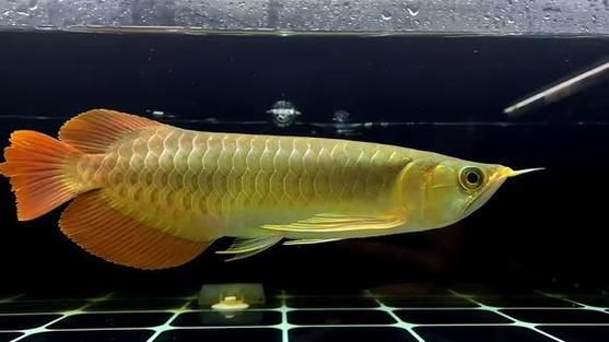 紅龍魚腮部發色有哪些品種，紅龍魚腮部發色及種詳解