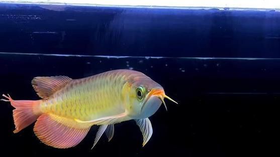 紅龍魚腮部發色有哪些品種，紅龍魚腮部發色及種詳解